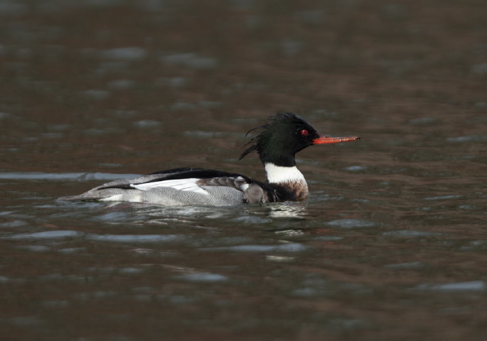 Mergus serrator Anatidae