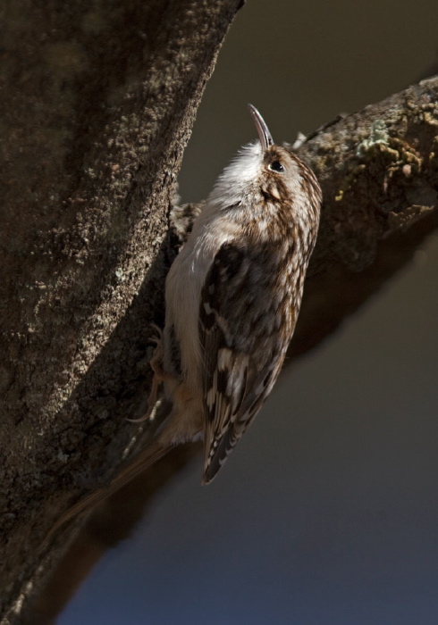 Certhia americana Certhiidae