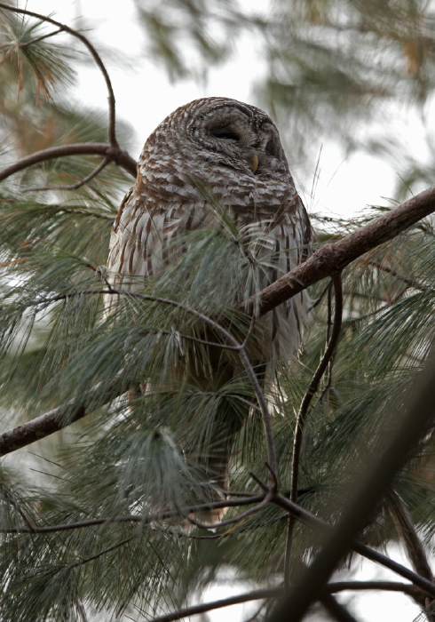 Strix varia Strigidae