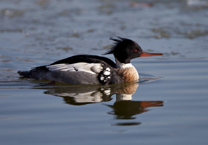 Mergus serrator Anatidae