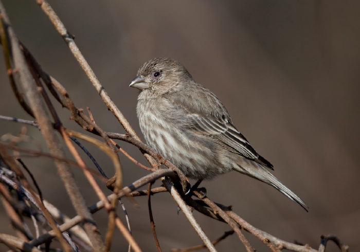 Haemorhous mexicanus Fringillidae