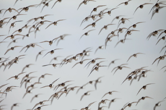 Calidris alpina Scolopacidae