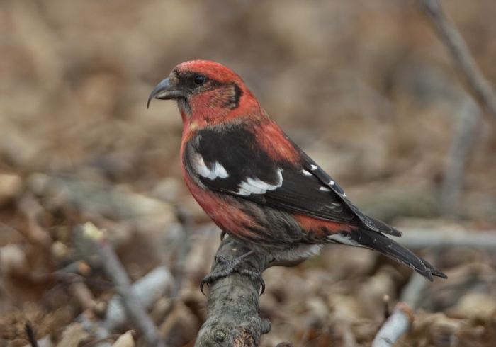 Loxia leucoptera Fringillidae