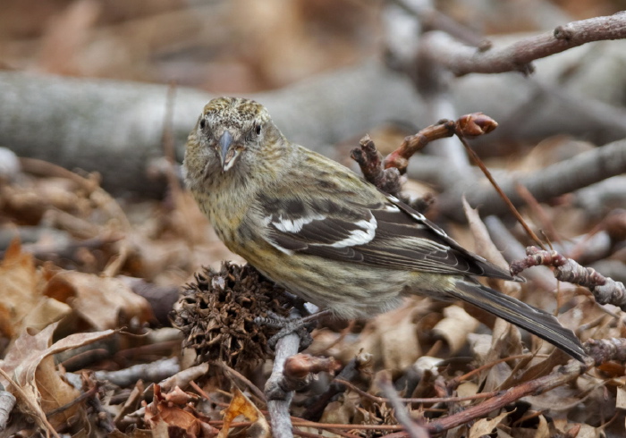 Loxia leucoptera Fringillidae