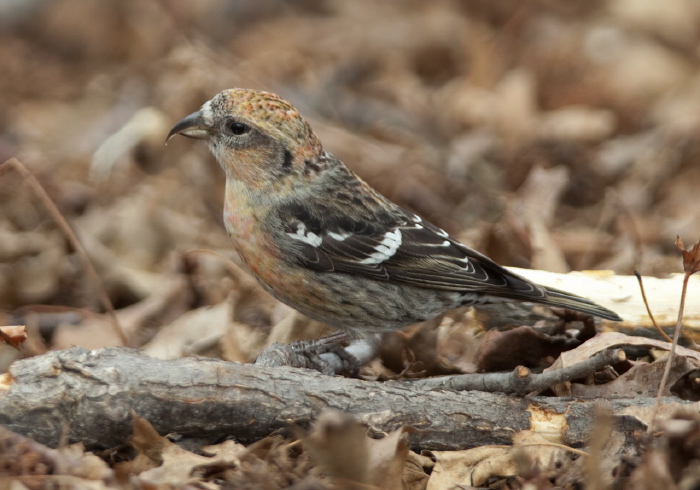 Loxia leucoptera Fringillidae