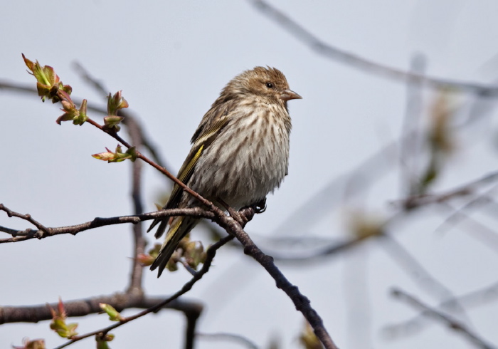 Carduelis pinus Fringillidae