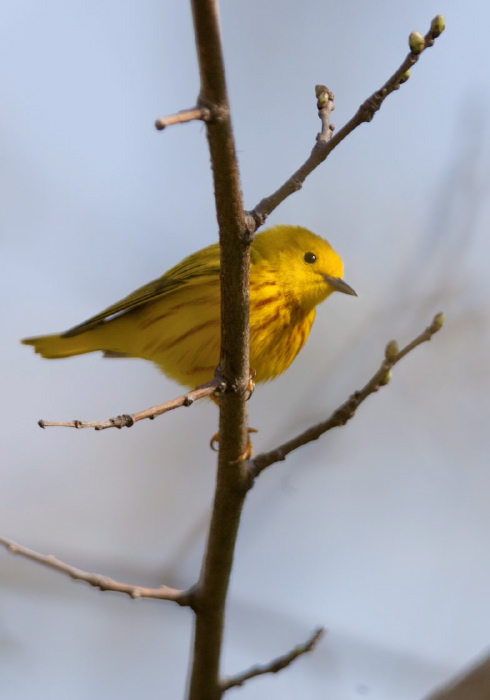 Setophaga petechia Parulidae