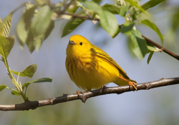 Setophaga petechia Parulidae