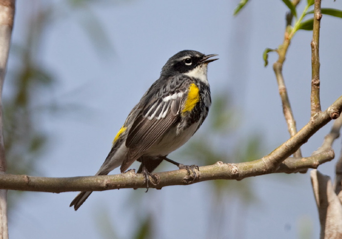 Setophaga coronata Parulidae