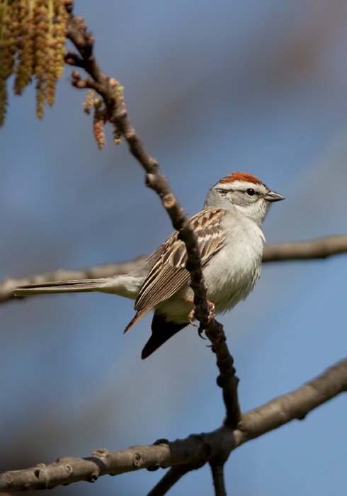 Spizella passerina Emberizidae