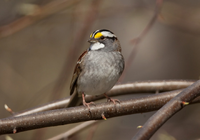 Zonotrichia albicollis Emberizidae