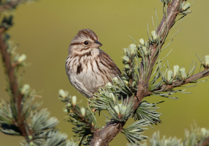 Melospiza melodia Emberizidae