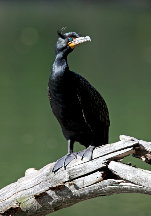 Phalacrocorax auritus Phalacrocoracidae