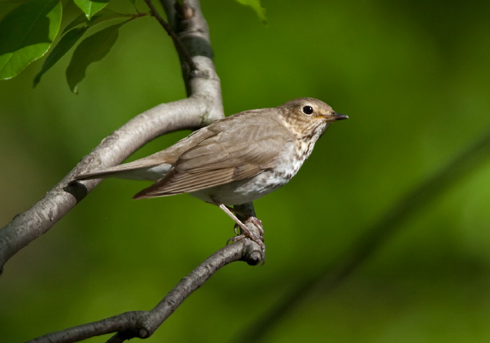 Catharus ustulatus Turdidae