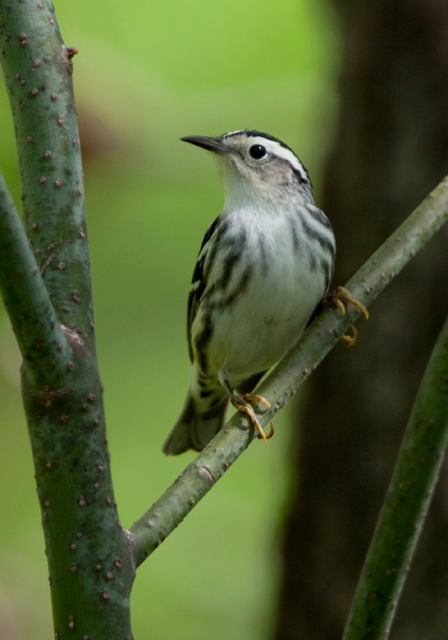 Mniotilta varia Parulidae