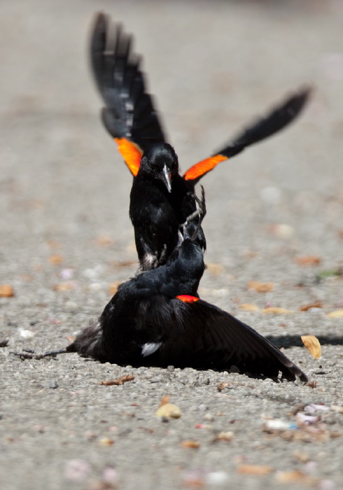 Agelaius phoeniceus Icteridae