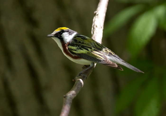 Setophaga pensylvanica Parulidae