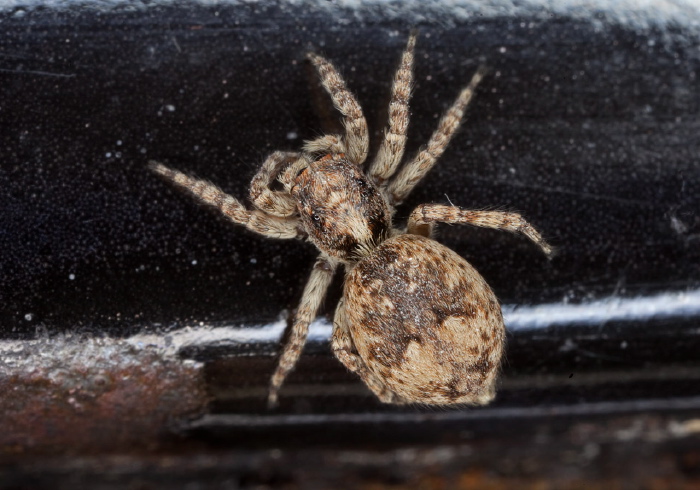 Sitticus fasciger Salticidae