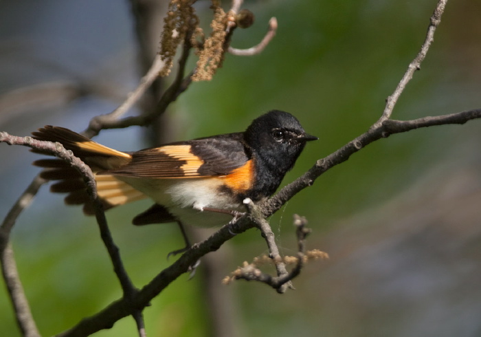 Setophaga ruticilla Parulidae