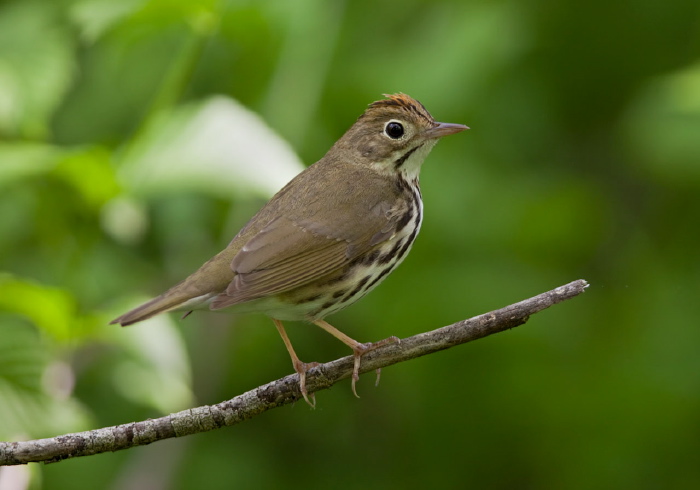 Seiurus aurocapillus Parulidae