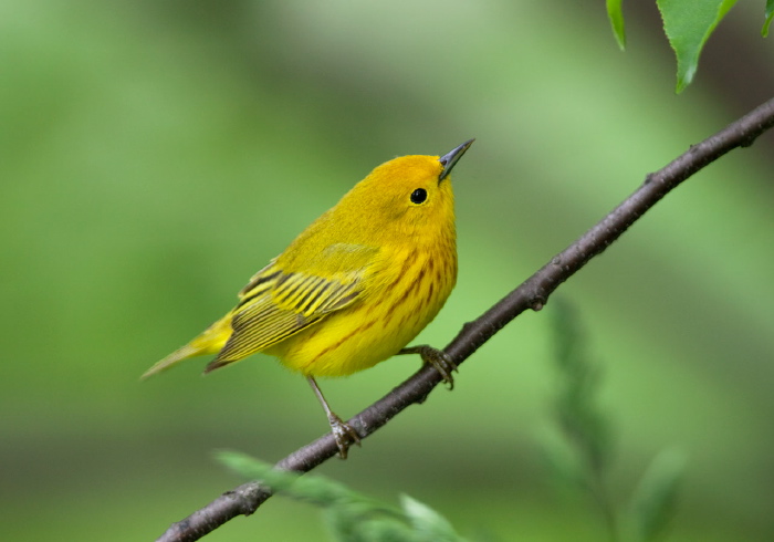 Setophaga petechia Parulidae