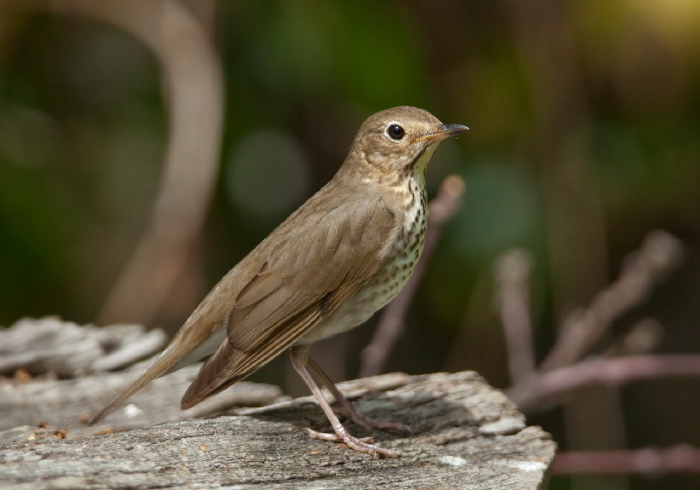 Catharus guttatus Turdidae