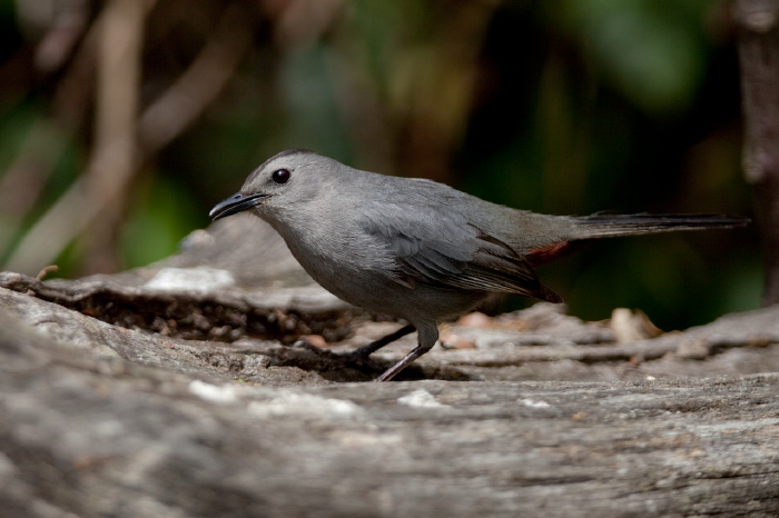 Dumetella carolinensis Mimidae