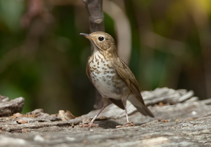 Catharus guttatus Turdidae