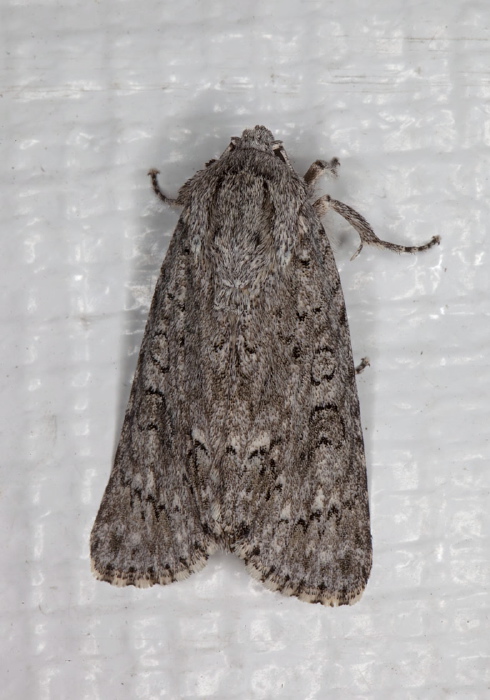 Acronicta americana Noctuidae