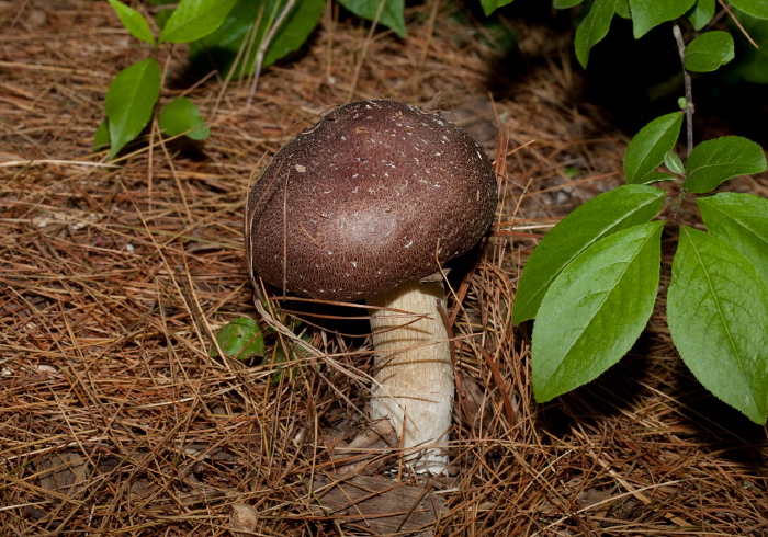 Stropharia rugosoannulata? Strophariaceae?