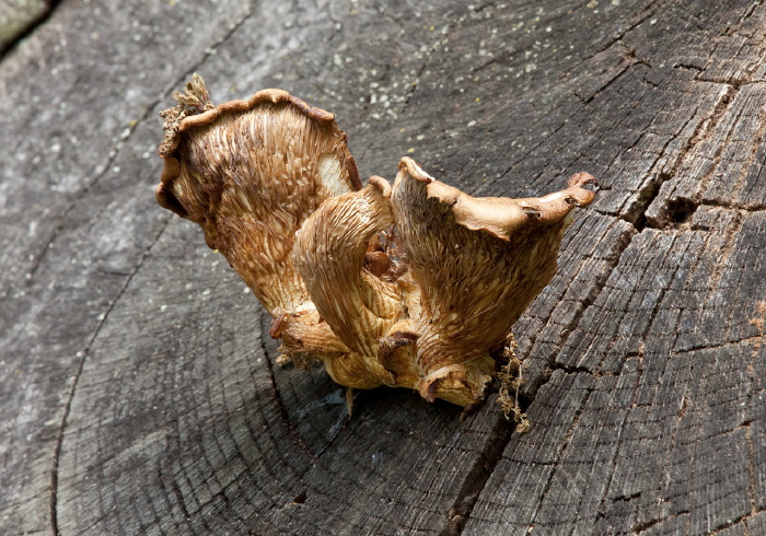 Pleurotus ostreatus? Pluteaceae