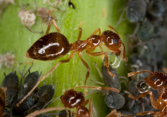 Prenolepis imparis Formicidae