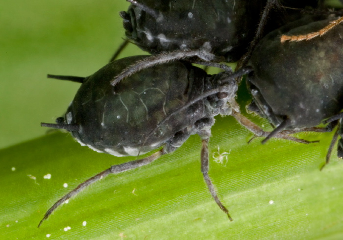 Aphis sambuci? Aphididae