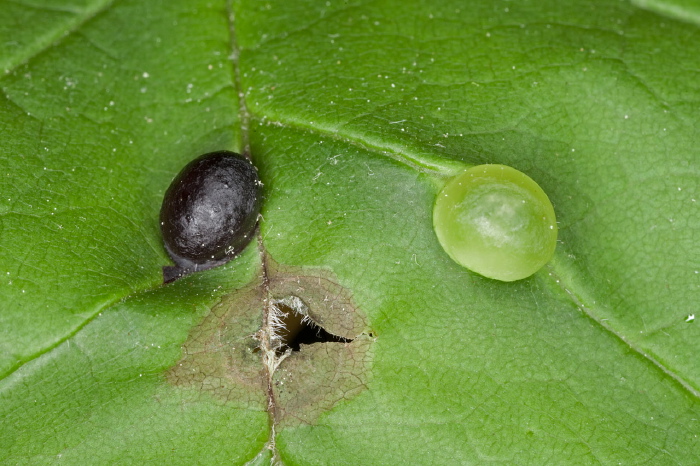 Dasineura pellex Cecidomyiidae