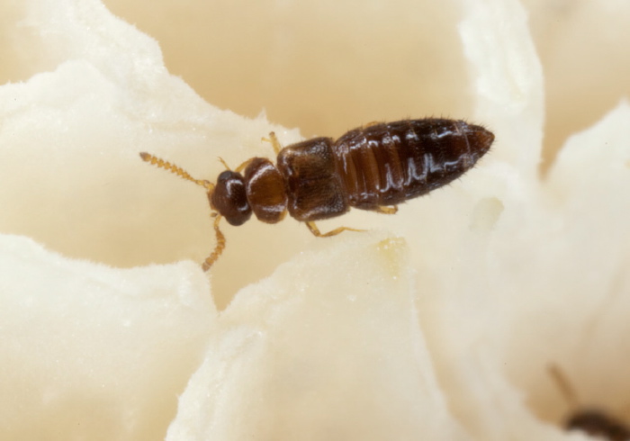   Staphylinidae