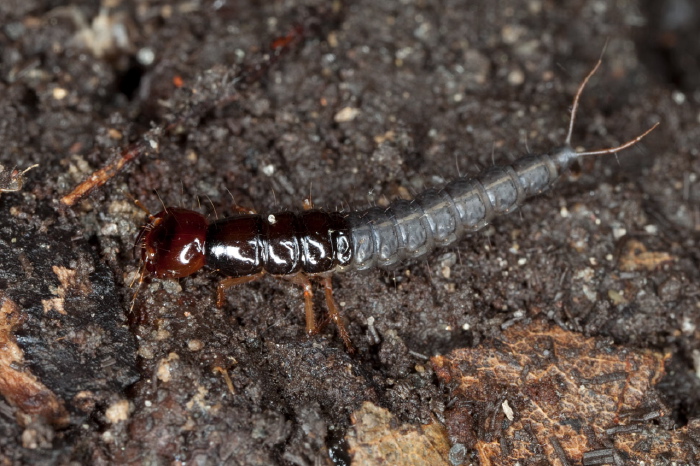 Tasgius sp.? Staphylinidae