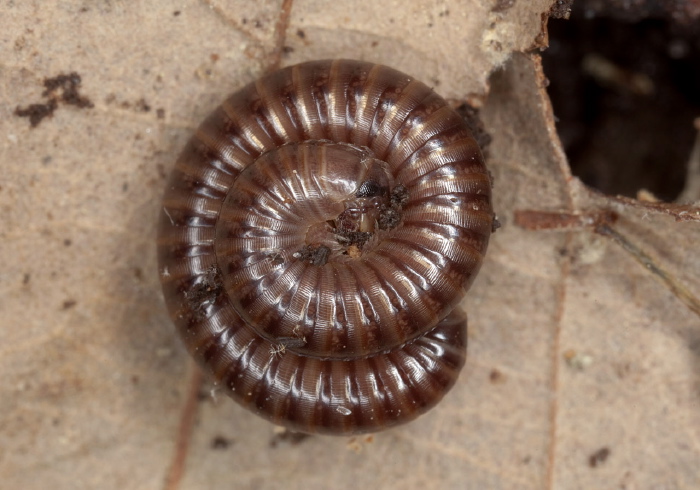 Cylindroiulus caeruleocinctus Julidae