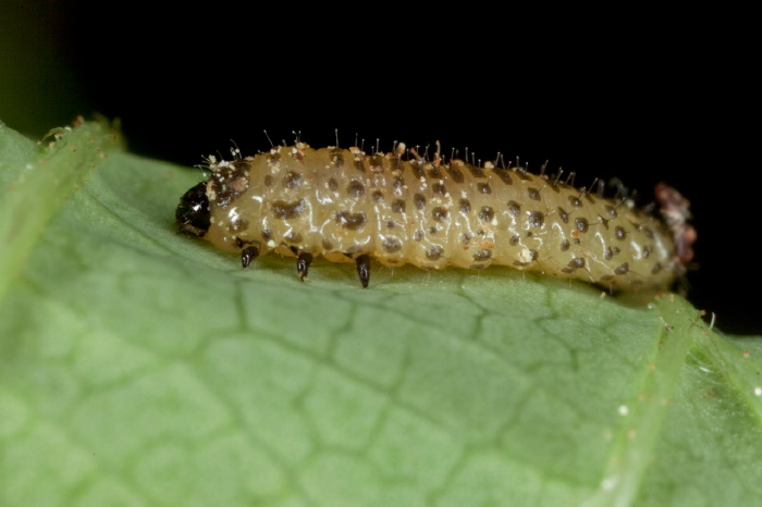 Pyrrhalta viburni Chrysomelidae