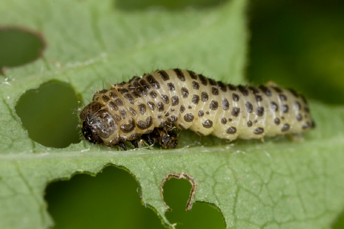 Pyrrhalta viburni Chrysomelidae