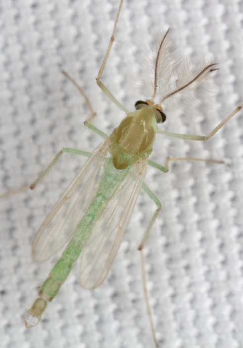 Parachironomus sp. Chironomidae