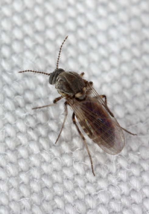 Dasyhelea sp.? Ceratopogonidae