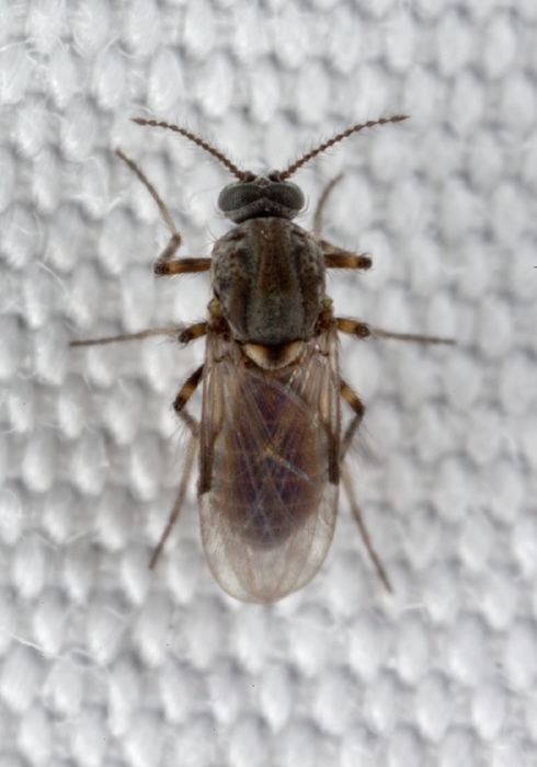 Dasyhelea sp.? Ceratopogonidae