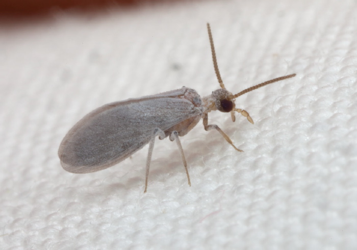   Coniopterygidae