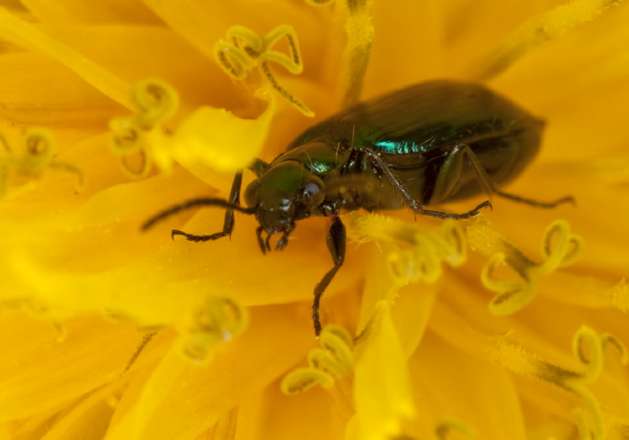 Lebia viridis Carabidae