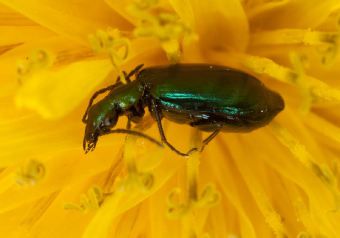 Lebia viridis Carabidae