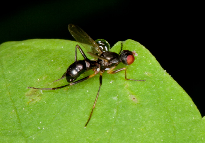 Nemopoda sp.? Sepsidae