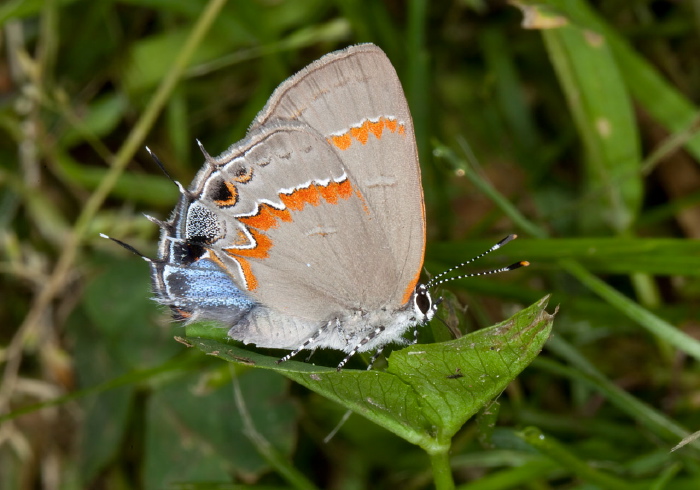 Calycopis cecrops Lycaenidae