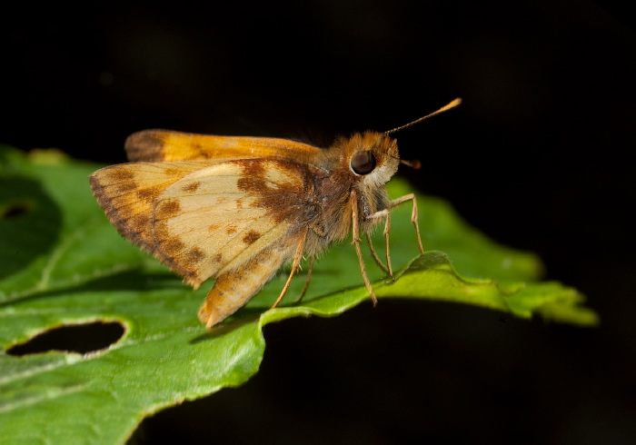 Poanes zabulon Hesperiidae