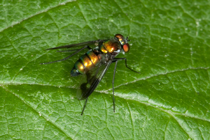 Condylostylus patibulatus Dolichopodidae