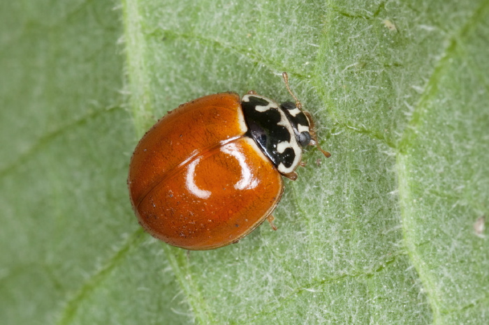 Cycloneda munda Coccinellidae